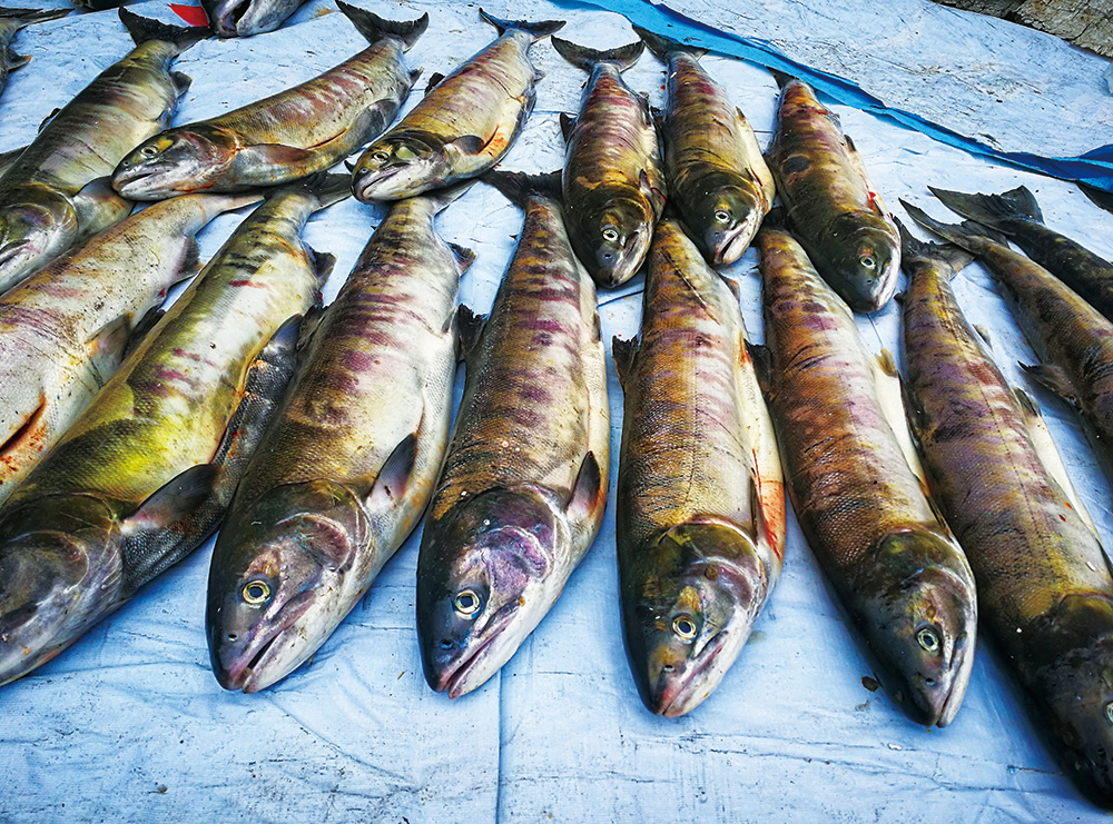 东北生态鱼供应基地